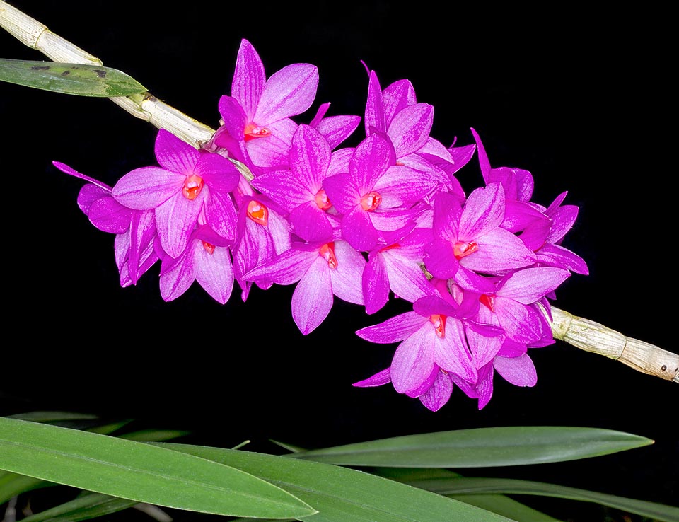 Nativo de las Molucas y Sulawesi, el Dendrobium glomeratum es una epífita con pseudobulbos colgantes de 60-100 cm. Las vistosas inflorescencias duran hasta un mes © Giuseppe Mazza