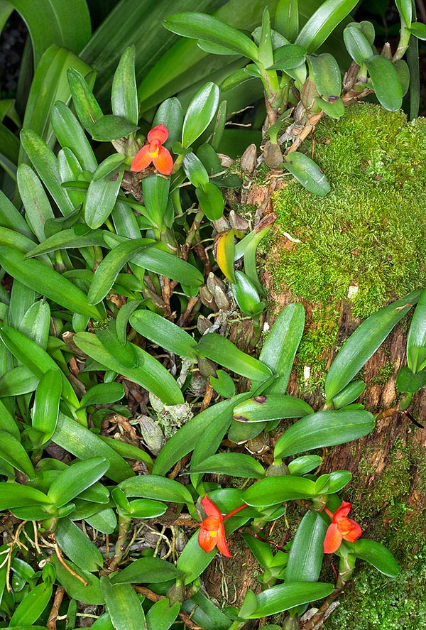 Native to Colombia and Venezuela, Maxillaria sophronitis does not exceed the height of 6 cm © G. Mazza