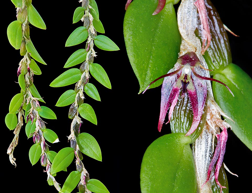 Bulbophyllum nummularioides is a small epiphyte of New Guinea rare in cultivation. Caracteristic pseudobulbs similar to small coins as the specific name states, arranged on the sides of a thin drooping rhizome reaching the 40 cm of length. Unusual flowers of 6-8 mm of diameter with acuminate sepals, linear petals and lanceolate labellum © Giuseppe Mazza