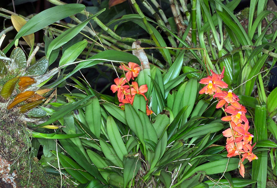 Oncidium noezlianum est une épiphyte de 20-30 cm de haut des forêts brumeuses de Bolivie et du Pérou © Giuseppe Mazza