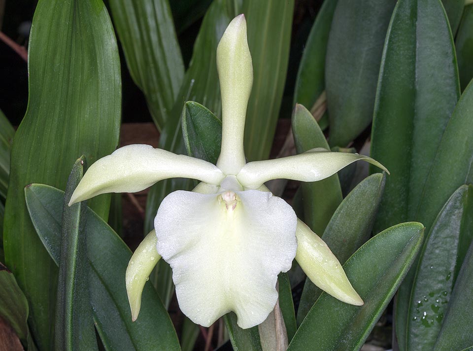Epiphytic or terrestrial of Central America, the Rhyncholaelia glauca has big greenish white flowers with pearly reflections. Intense night scent to attract the moths © Giuseppe Mazza