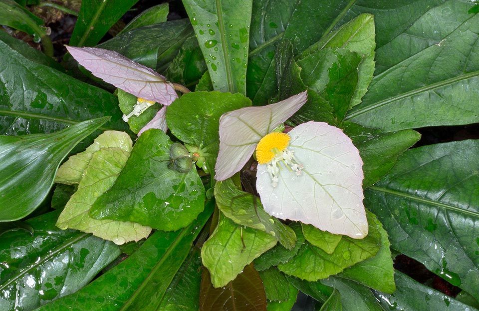 Las inflorescencias, diferentes de las de la mayoría de las Euphorbiaceae, están subtendidas por brácteas florales sésiles, dos externas verdes y dos internas, cordadas, con ápice obtuso y márgenes dentados, de color rosa más o menos intenso con 3 nervaduras verdes prominentes, persistentes varias semanas tras la caída de las flores © Giuseppe Mazza