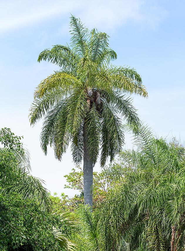 Native to tropical America, Acrocomia aculeata can be 10-15 m tall, with 25-40 cm of diameter © G. Mazza