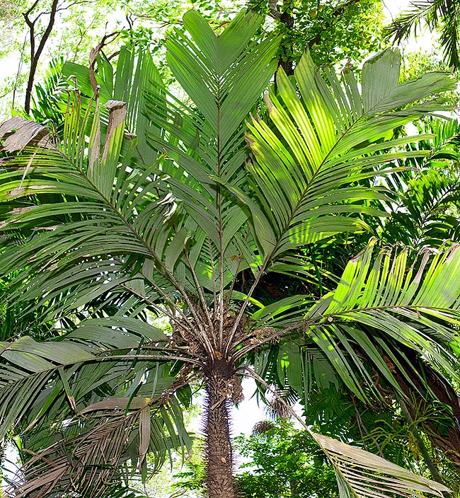 The Astrocaryum mexicanum can be 6,5 m tall in the low altitude rain forests of Central America © Giuseppe Mazza