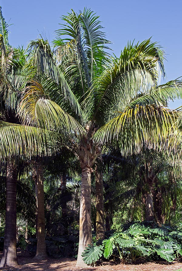 Attalea crassispatha de Haïti est actuellement un des palmiers les plus rares au monde © Giuseppe Mazza