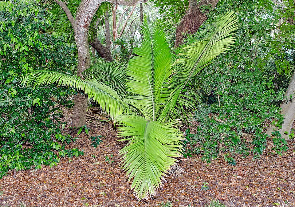 Nativa de Brasil oriental, la Attalea humilis es una especie monoica, acaule o con tallo subterráneo o corto de alrededor de 1 m. Aceite comestible y virtudes medicinales © Giuseppe Mazza