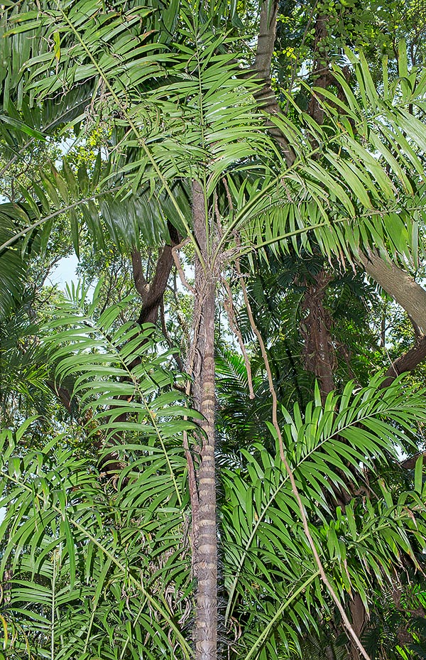 Native to Hispaniola, Bactris plumeriana is a monoecious species, ussually cespitose, with 4-10 m tall stems of 8-12 cm of diameter. The fruits, rich in oil, are locally used for feeding animals, especially pigs, and the stem of the plant plays a leading role in the voodoo rites © Giuseppe Mazza