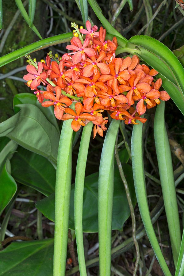 Densas inflorescencias, muy apreciadas por los coleccionistas, y numerosos híbridos © Giuseppe Mazza