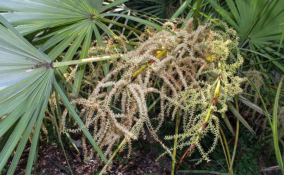 Las inflorescencias ramificadas superan ligeramente la longitud del peciolo, con una multitud de flores hermafroditas de color blanco crema dispuestas en espiral © Giuseppe Mazza