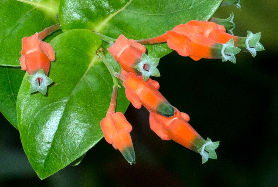 Inflorescencias axilares, con entre 2 y 8 pequeñas flores carnosas, céreas, de color rojo anaranjado y ápice verde, con abundante néctar, polinizadas por colibríes © Giuseppe Mazza