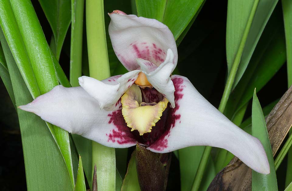 Flores de 13 cm con nectario parecido a una mandíbula, como indica el nombre genérico, fragantes y duraderas. Cultivo difícil por las singulares exigencias ambientales © Giuseppe Mazza