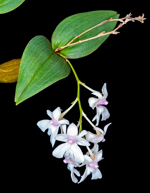 Hojas de entre 2 y 6 cm e inflorescencias racemosas ascendentes o colgantes, de entre 7 y 10 cm © Giuseppe Mazza