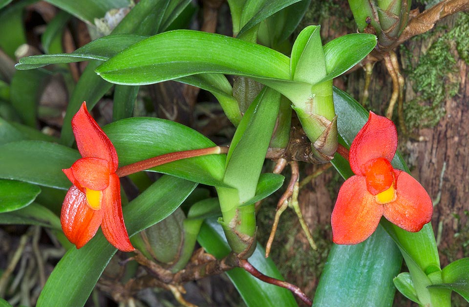 Col suo rizoma strisciante ramificato, radica ai nodi, formando in breve densi cespi. Foglie di 2 cm e fiori di 1,5-2 cm di diametro, relativamente grandi e di lunga durata © Giuseppe Mazza