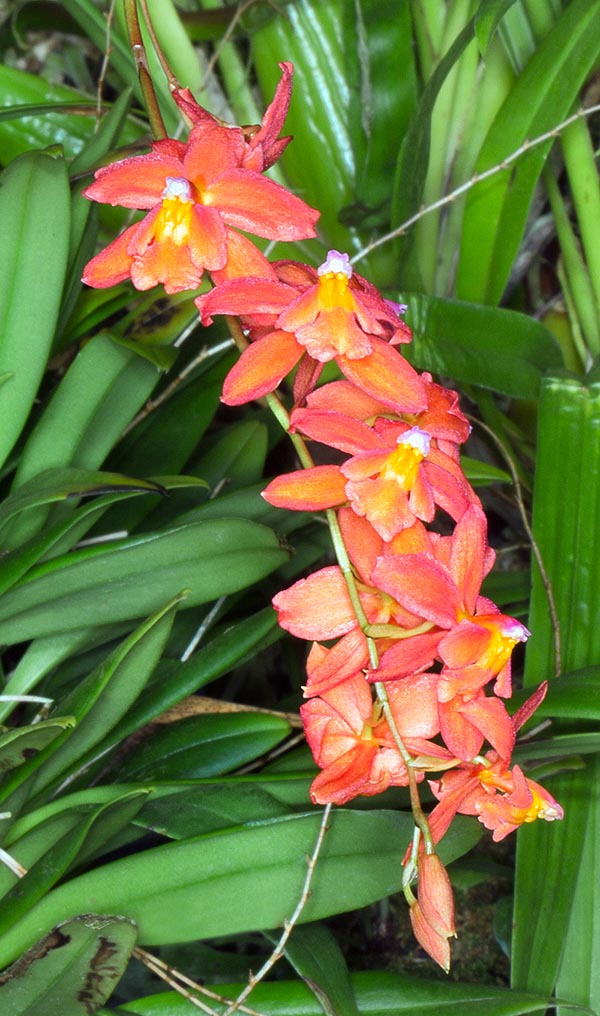 Inflorescencias de 20-25 cm. Se trata de una especie con flores especialmente atractivas que ha dado origen a numerosos híbridos, a los que ha conferido su intenso color rojo anaranjado © Giuseppe Mazza