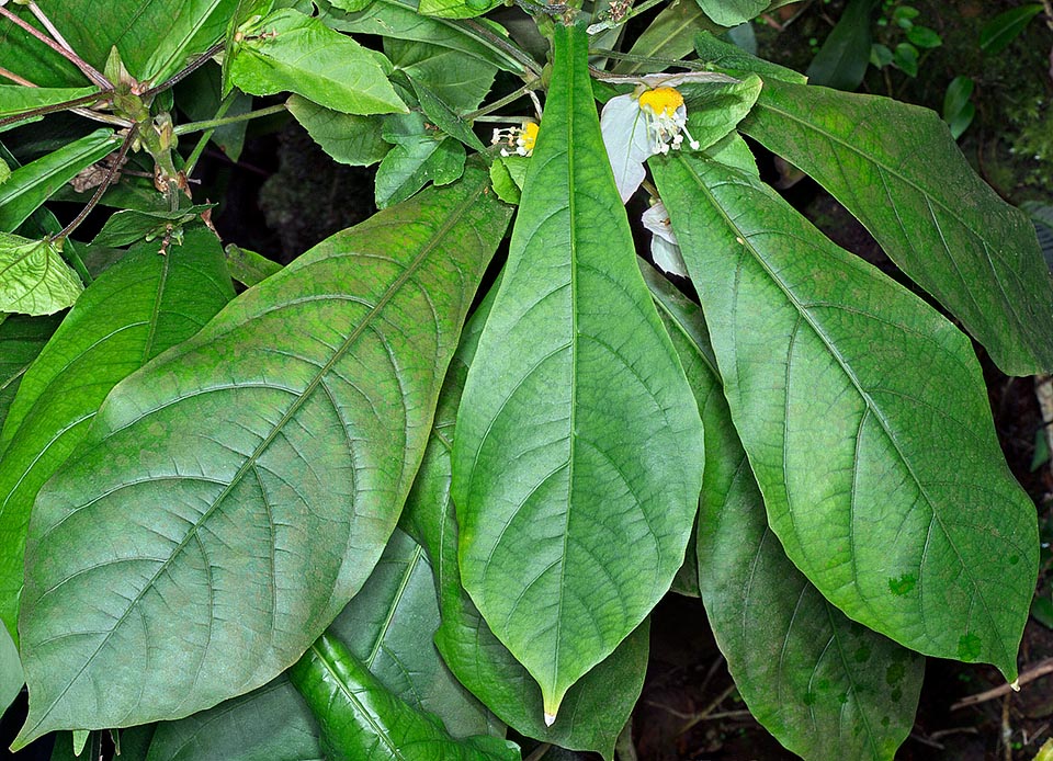 Originaire des forêts tropicales d'Amérique centrale, Dalechampia spathulata est un arbuste de 50-120 cm aux feuilles de 15-25 cm dirigées vers le bas © G. Mazza