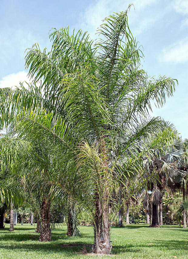 Dense foliage, of remarkable elegance, and fast growing in tropics where is cultivated not only as ornament © Giuseppe Mazza