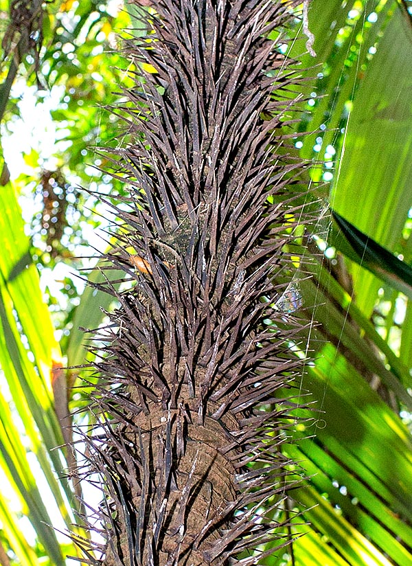 Il tronco, largo 4-7 cm, è protetto da vistose spine piatte. Le infiorescenze immature e l’endosperma dei frutti sono commestibili. Specie molto ornamentale, ma da utilizzare lontano dai luoghi di passaggio © Giuseppe Mazza