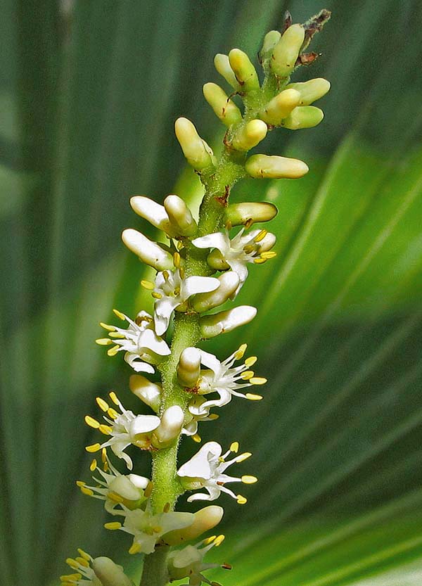 Corollas of about 5 mm of diameter. The six stamens emit an intense anise scent © Pietro Puccio 