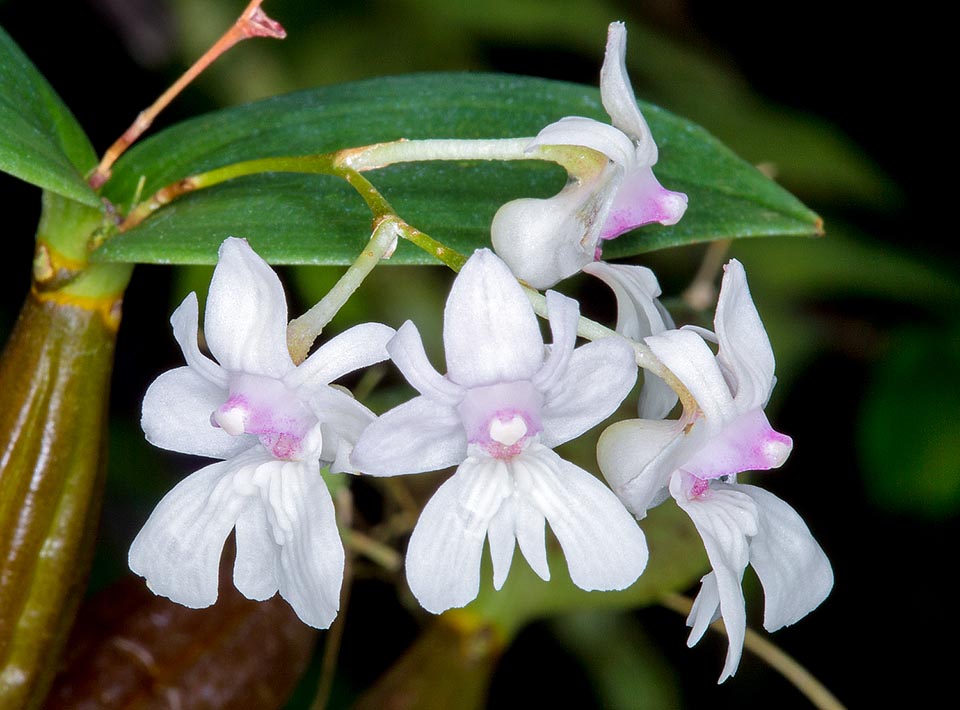 Portan de 2 a 6 flores, de entre 1,2 y 1,5 cm de diámetro, que duran en torno a 3 semanas. Su cultivo es relativamente fácil © Giuseppe Mazza