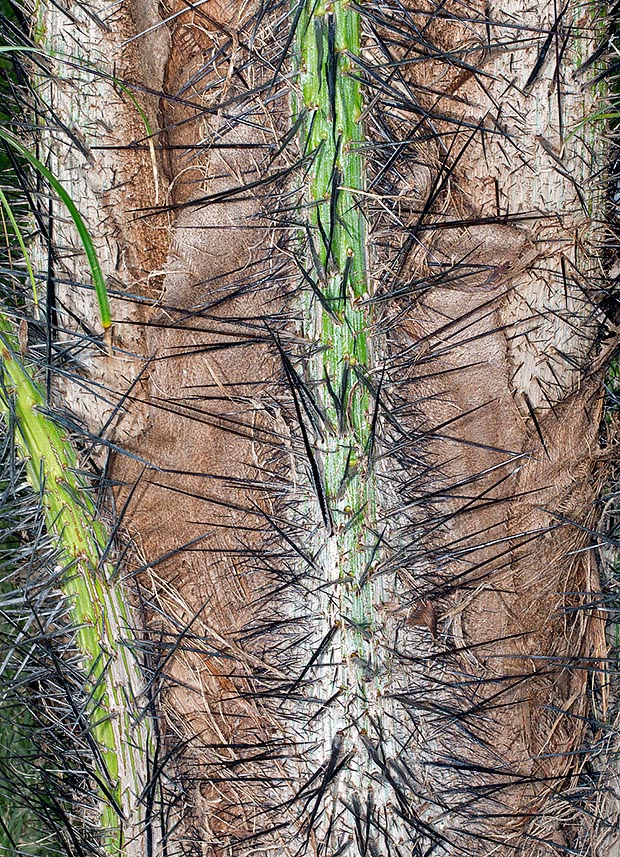 Due to the long spines is not good for passageways, but offers the natives textile fibres, edible oil and fruits for the cattle. From the apex of the stem, victimizing the plant, they get “edible palm hearts” and abundant lymph for an alcoholic beverage known in Venezuela as “vino de corozo” © Giuseppe Mazza