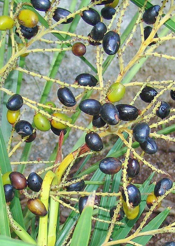 The drupes, glossy black when ripe, offer extracts against the benign prostate hyperplasia and baldness © Pietro Puccio 
