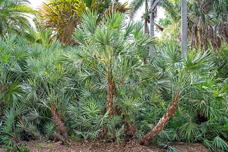 Storicamente la Serenoa repens è stata largamente utilizzata dai nativi americani come alimento, per la fibra tessile, l'olio, la cera e le sue numerose virtù medicinali © Giuseppe Mazza