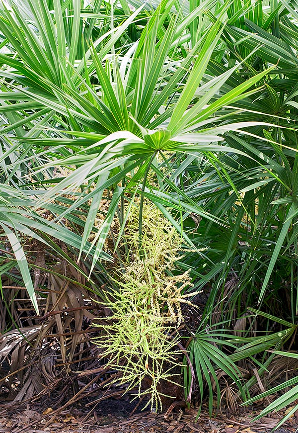 The vegetative apex and the 2-2,5 cm long fleshy fuits, are edible © Giuseppe Mazza