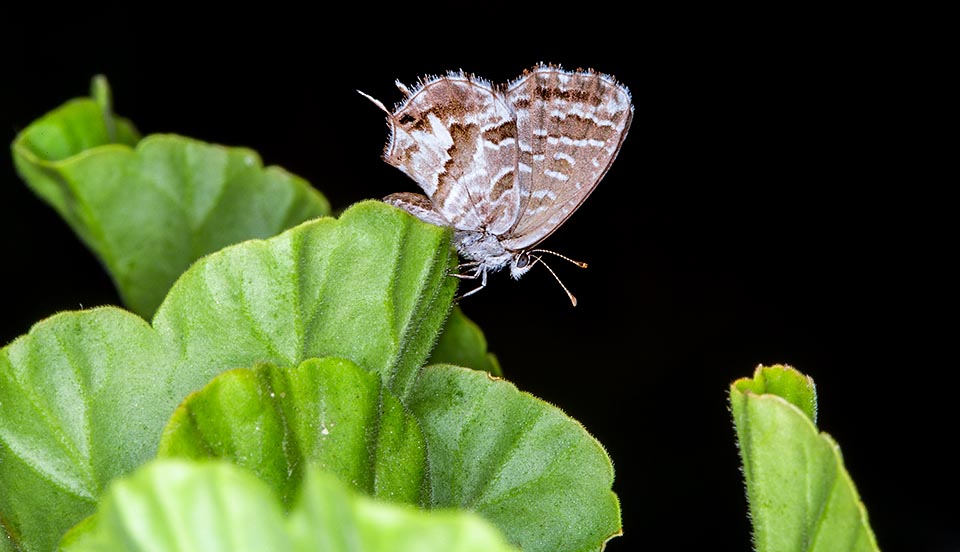 Cacyreus marshalli is a graceful and seemingly innocuous small butterfly, of 20-25 mm of wingspan, native to southern area of the African continent © Giuseppe Mazza