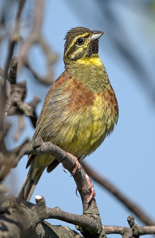 Emberiza cirlus, Zigolo nero, Emberizidae