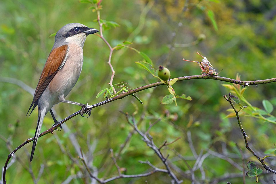 A Red-backed shrike (Lanius collurio) with its macabre pantry, that then often it fails to use, of agonizing preys, impaled live on the thorns of a wild rose. It's a bird that pitiless, for pleasure hunts the all day small vertebrates usually frogs or mice, and big insects, even when sated and without mouths to nourish © Gianfranco Colombo 