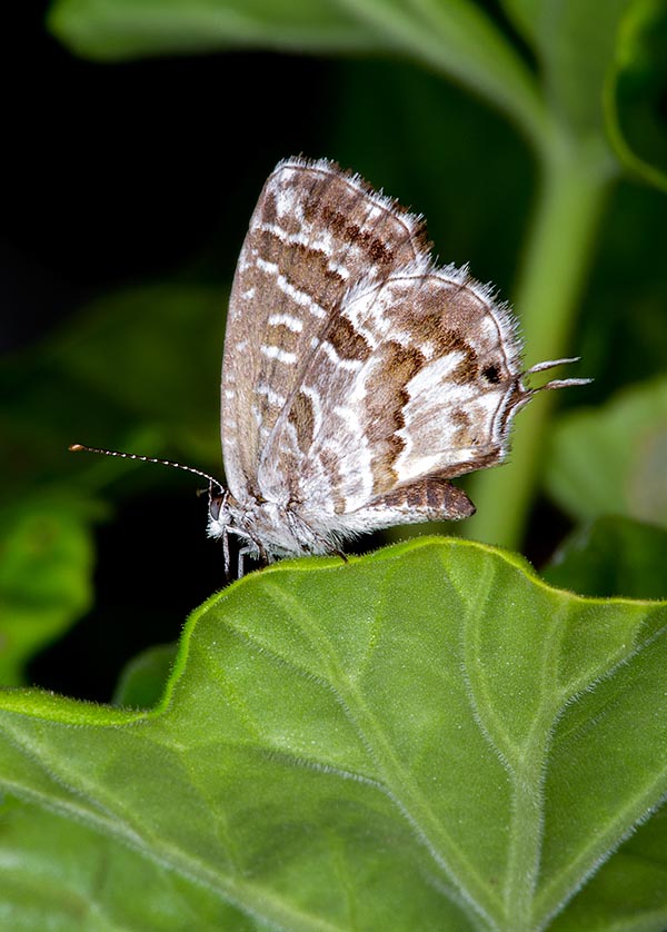 Cacyreus marshalli, Lycaenidae, Brun des pélargoniums