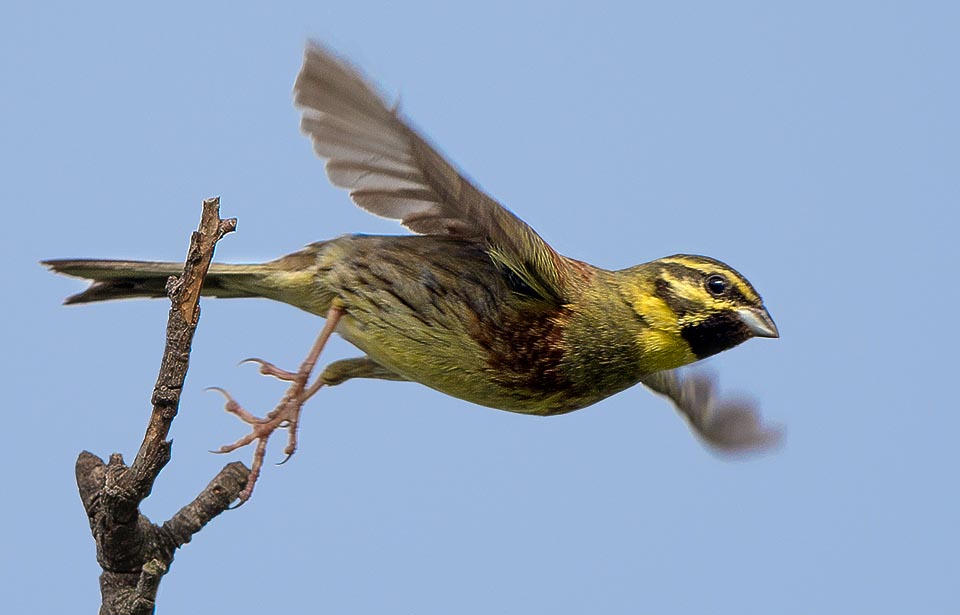 Emberiza cirlus, Bruant zizi, Emberizidae