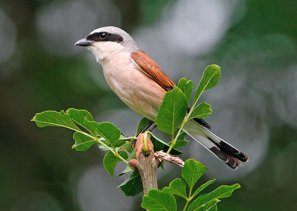 The beak is very robust, strong and massive, conical and hooked, almost like a raptor and a showy black bandit-like mask covers the eyes of the male © Luigi Sebastiani