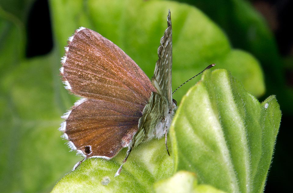 Cacyreus marshalli, Lycaenidae, Licenide dei gerani, farfallina gerani 