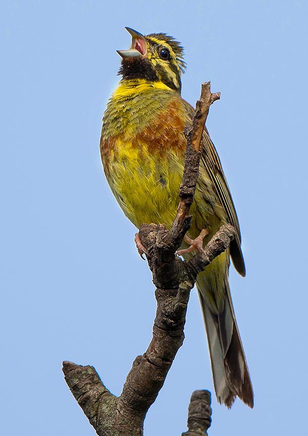 Emberiza cirlus, Bruant zizi, Emberizidae