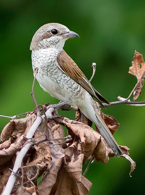 Lanius collurio femelle, Pie-grièche écorcheur