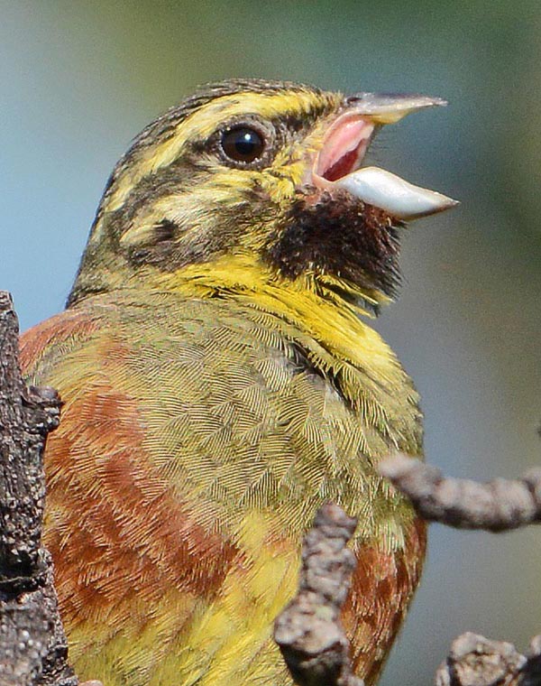 Emberiza cirlus, Bruant zizi, Emberizidae