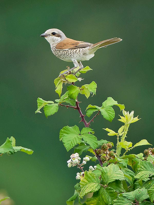 Lanius collurio, Pie-grièche écorcheur