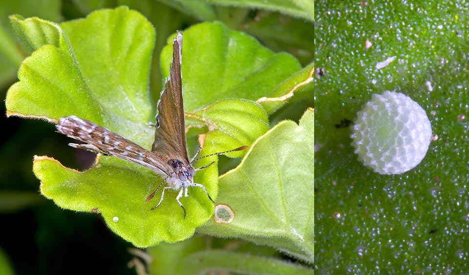 With its 4-10 weeks reproductive cycle, depending on the temperature and the humidity of air, during the summer can easily reproduce generations continuously for various months. Here we note a tiny abandoned eggshell, on the leaf left to the butterfly, and the enlargement, on the right, of an egg just laid with its typical pattern © Giuseppe Mazza