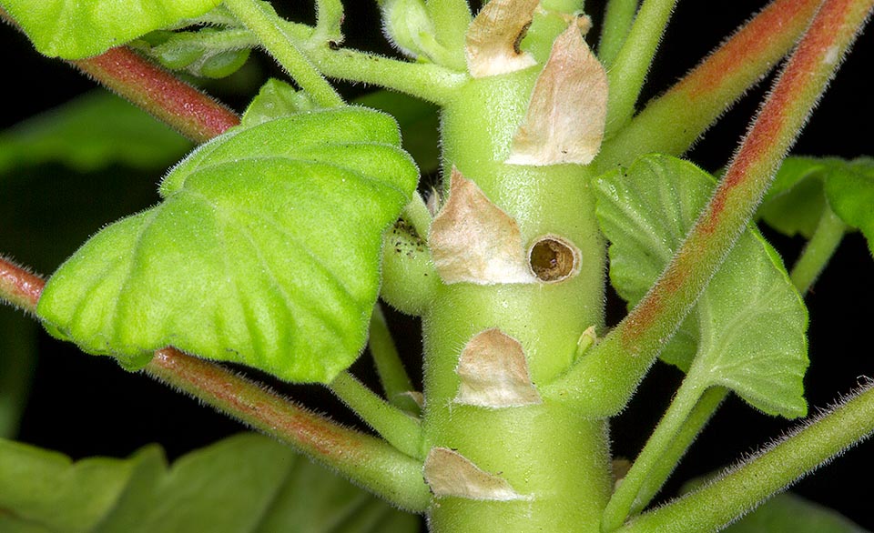 After a few days, less than one week from the deposition, the newborn larva digs immediately a small hole in the stem of the geranium and begins to eat the inner part, morbid and juicy. Then, growing, punches the stem and gets out in the evening to chew the leaves. The big hole, well visible here, is the irrefutable sign of the infestation © Giuseppe Mazza