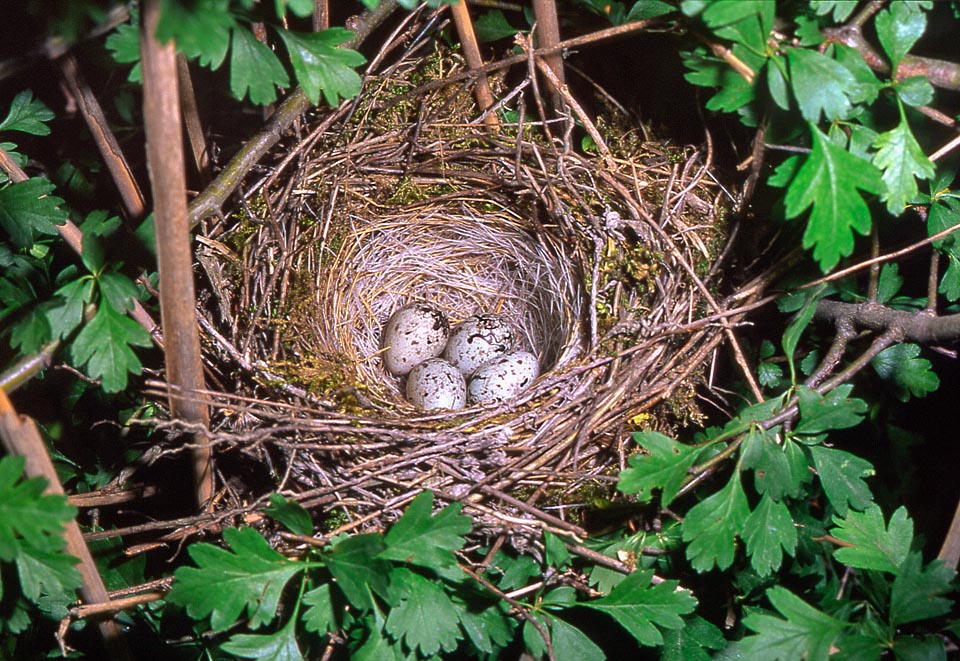 Emberiza cirlus, Zigolo nero, Emberizidae