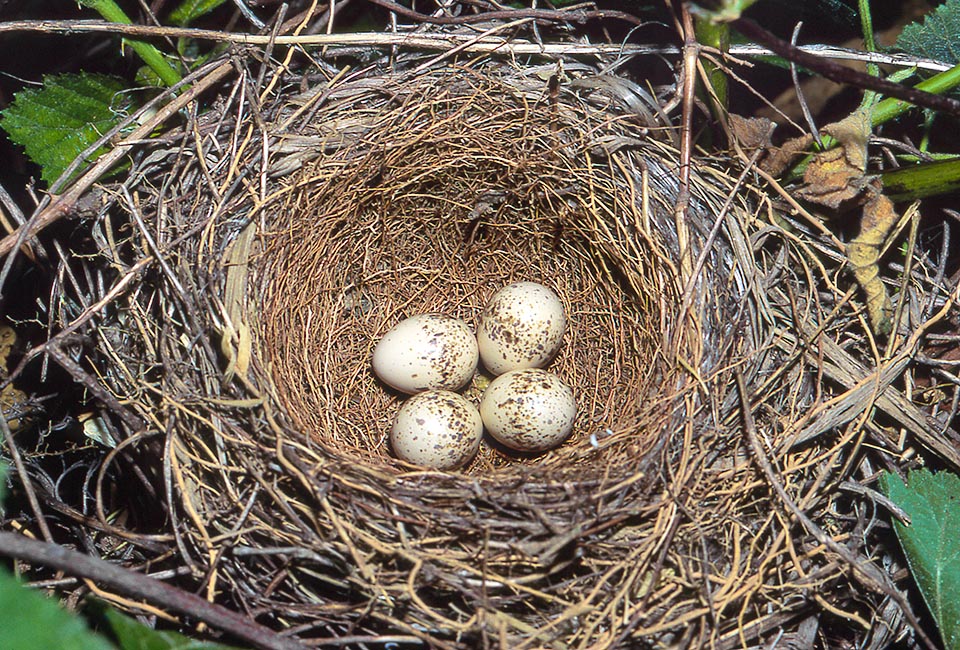 Lanius collurio nido con uova, Averla piccola, Averla minore