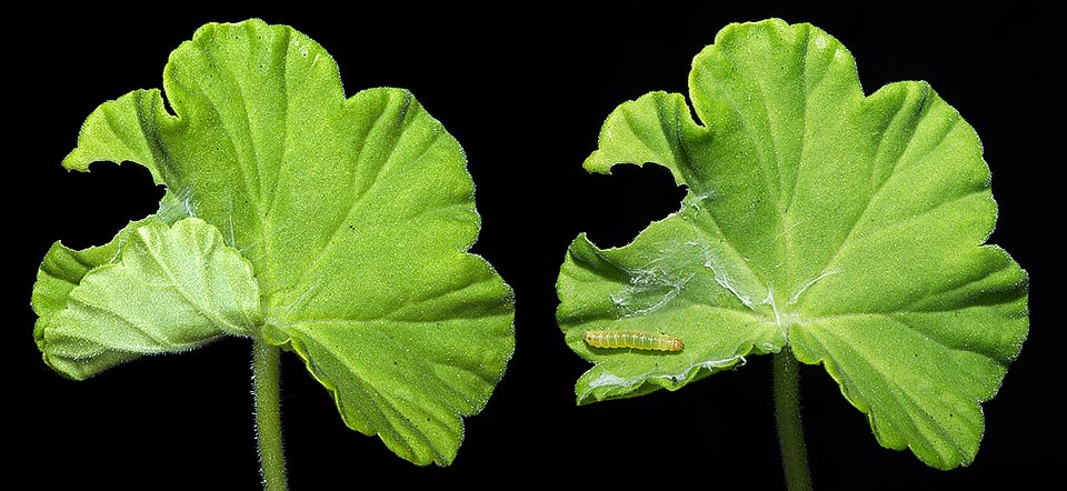 In the end however the caterpillar is tired and builds a spacious aerial house where to spend the day hours. Taking advantage of the meal it isolates a zone of the leaf and pulls it with the silk to bend it on itself. It's the case of the image on the left of the photo, whilst on the right, opening it we discover the small scared landlord © Giuseppe Mazza