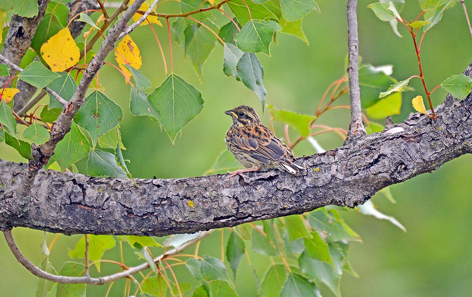 Emberiza cirlus, Zigolo nero, Emberizidae