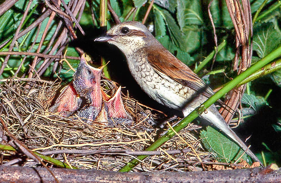 Lanius collurio nid et poussins, Pie-grièche écorcheur