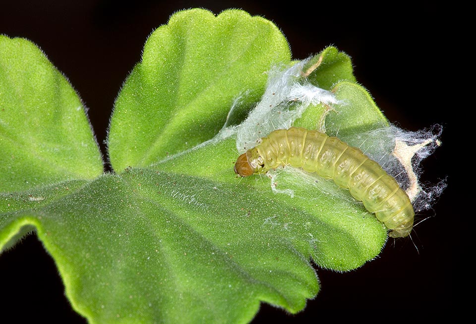 The caterpillars growth is very fast. Here a now big specimen, ready to pupate in its aerial house © Giuseppe Mazza