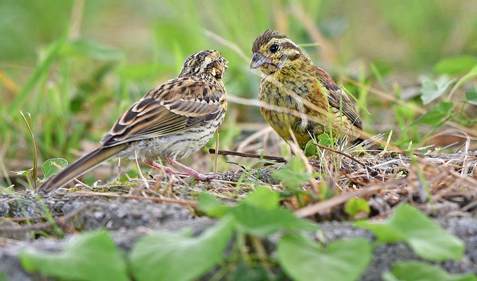 Emberiza cirlus, Bruant zizi, Emberizidae