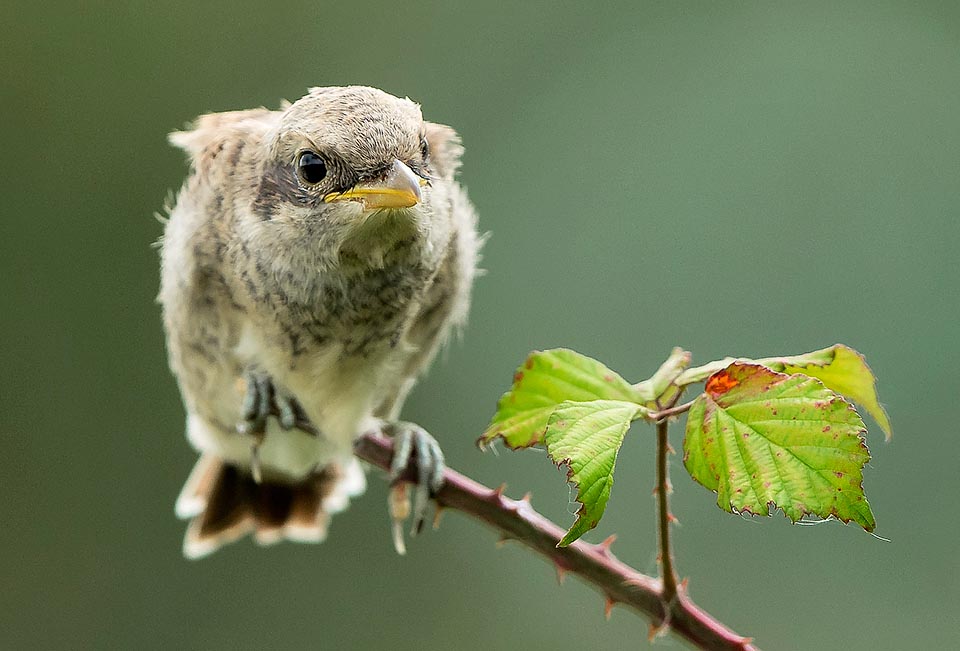 The first steps among the branches are difficult, but parents do not abandon them and care the chicks for various weeks © Gianfranco Colombo 