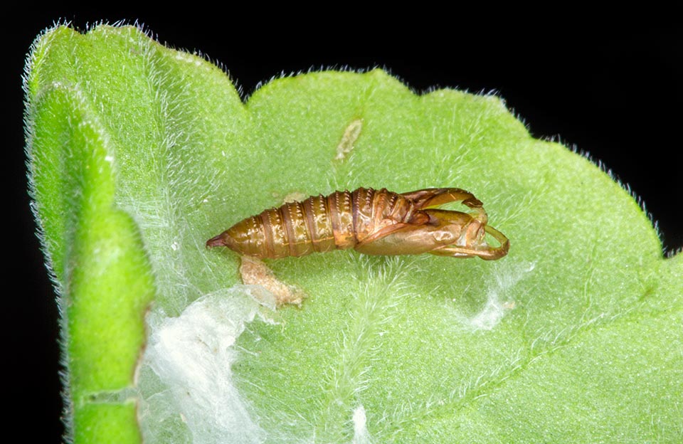 Looking among the leaves, here is the sculptural exuvia of a chrysalis. Its owner has flown away. It thinks the wedding or maybe has already laid © Giuseppe Mazza