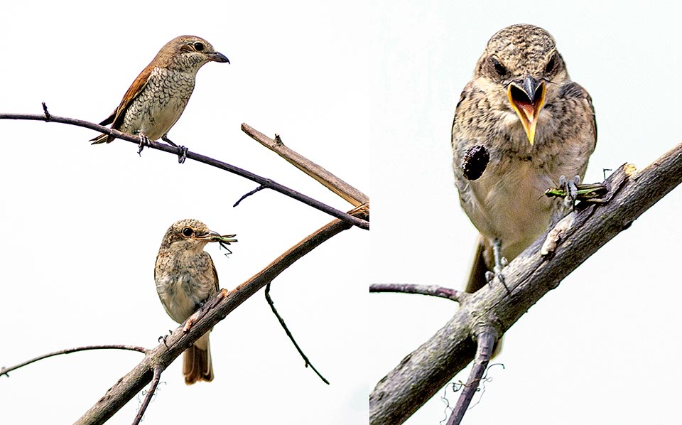 Here mum has just offered a grasshopper, but the young puts it under the foot and gets free of a pellet, the lumped leftovers of the previous meals © Gianfranco Colombo 